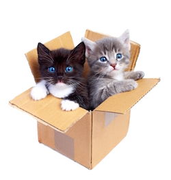 Verhuis Kat - Kattentaal - Advies katjes en kattenoppas aan huis regio Waregem